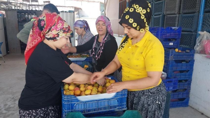 Dalından altın topluyorlar! Hasat başladı, fiyatlar uçtu: Yurt dışından talep yağıyor