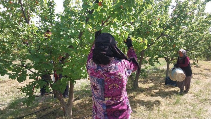 Dalından altın topluyorlar! Hasat başladı, fiyatlar uçtu: Yurt dışından talep yağıyor
