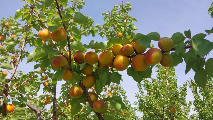 Dalından altın topluyorlar! Hasat başladı, fiyatlar uçtu: Yurt dışından talep yağıyor