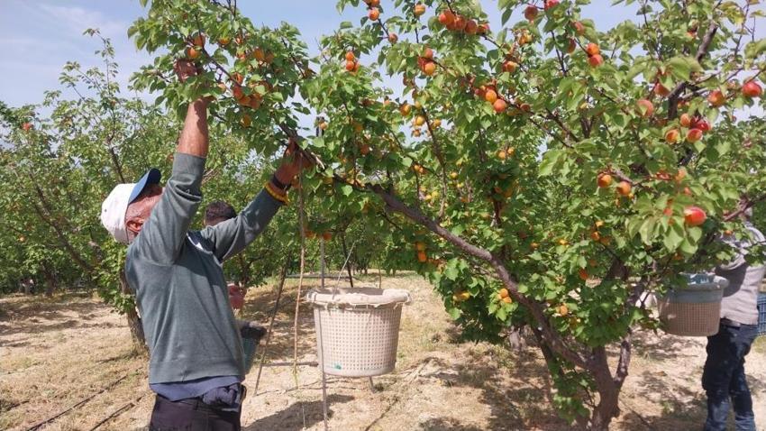 Dalından altın topluyorlar! Hasat başladı, fiyatlar uçtu: Yurt dışından talep yağıyor