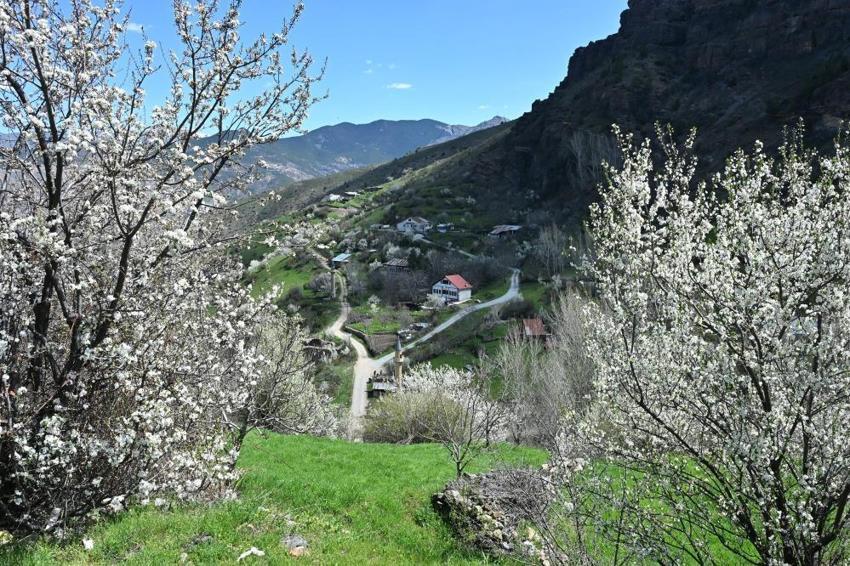 Gümüşhane Süleymaniye'de kar ve çiçek aynı karede: Şehir merkezine 10 dakika mesafedeki cennet keşfedilmeyi bekliyor!