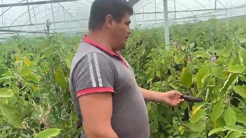 Antalyalı üretici serasının kapılarını açtı! Tonlarca patlıcan vatandaşa ücretsiz dağıtılıyor