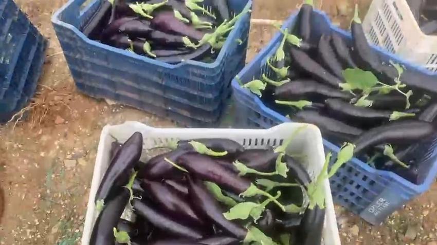 Antalyalı üretici serasının kapılarını açtı! Tonlarca patlıcan vatandaşa ücretsiz dağıtılıyor