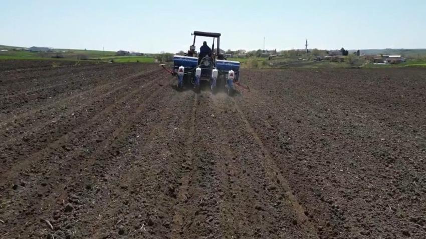 Sabah başlıyor, akşama kadar sürüyor! Tekirdağ’da tarlalar hareketlendi