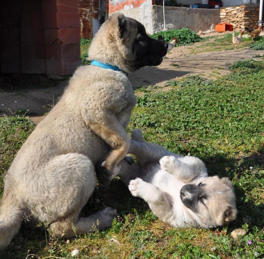 Manisalı sağlıkçı genç aile geleneğini yenilikçi projelerle büyütüyor!