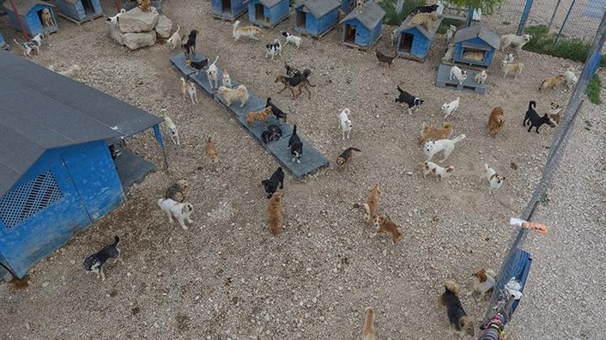 Pandemide sahiplenilen hayvanlar terk edildi! Barınaklarda yer kalmadı