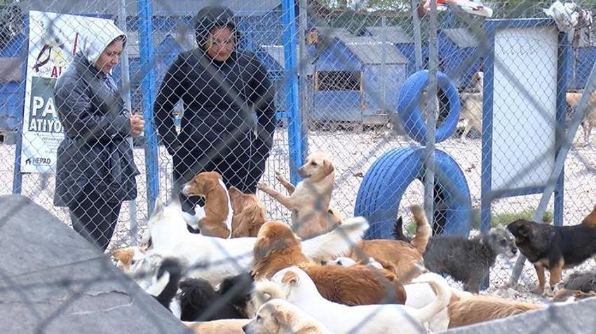Pandemide sahiplenilen hayvanlar terk edildi! Barınaklarda yer kalmadı