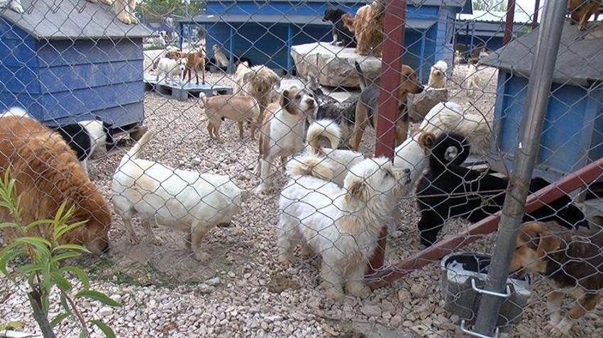 Pandemide sahiplenilen hayvanlar terk edildi! Barınaklarda yer kalmadı