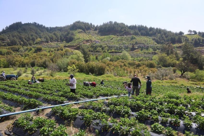 Hatay'da hasat başladı: Kilosu 90 TL'ye gidiyor!