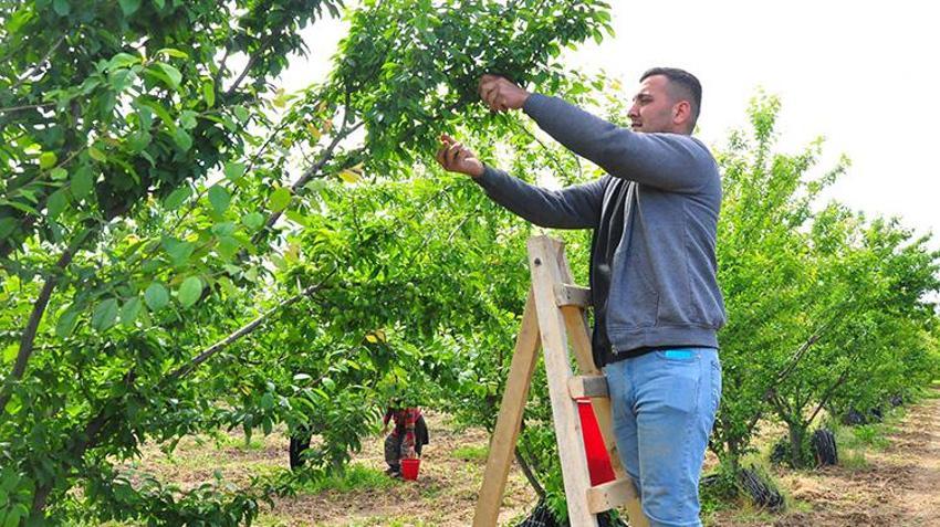 Manisa'da hasat başladı! 10 bin dekar alanda işçilerin hasat mesaisi: 'Bu sene mahsul çok iyi'