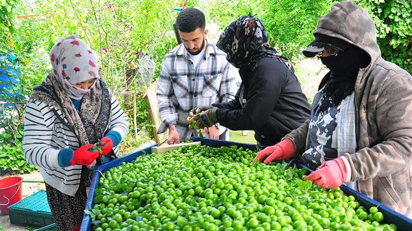 Manisa'da hasat başladı! 10 bin dekar alanda işçilerin hasat mesaisi: 'Bu sene mahsul çok iyi'