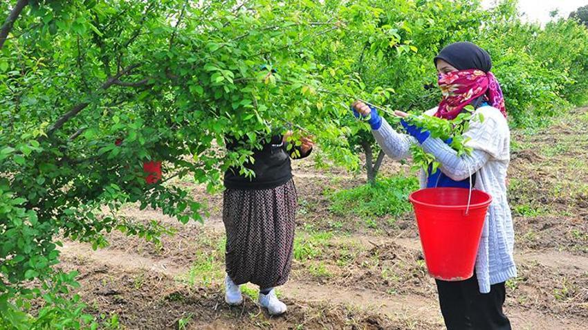 Manisa'da hasat başladı! 10 bin dekar alanda işçilerin hasat mesaisi: 'Bu sene mahsul çok iyi'