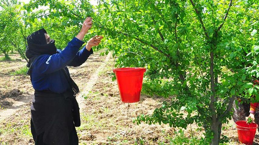 Manisa'da hasat başladı! 10 bin dekar alanda işçilerin hasat mesaisi: 'Bu sene mahsul çok iyi'
