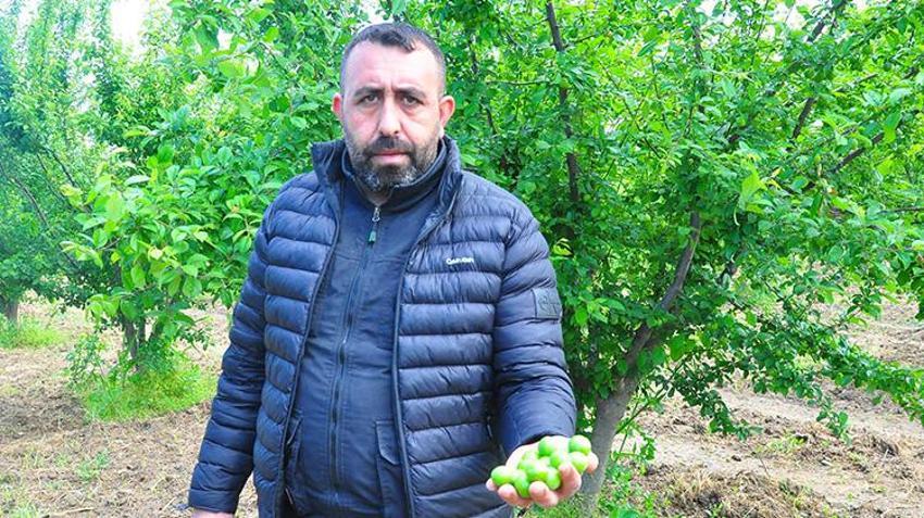 Manisa'da hasat başladı! 10 bin dekar alanda işçilerin hasat mesaisi: 'Bu sene mahsul çok iyi'