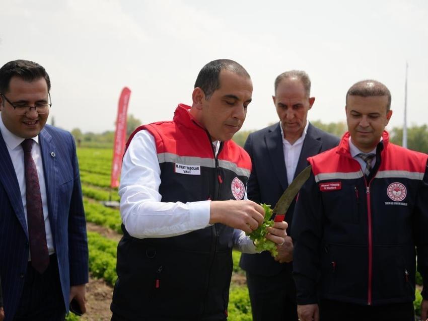 Iğdır'da yılın ilk mahsulü marul oldu! 2026 hasat sezonu açıldı