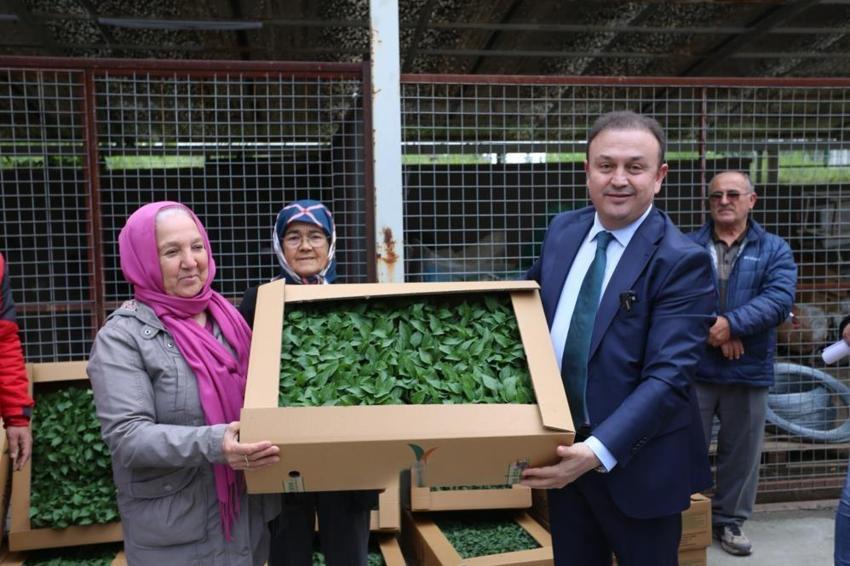 Muğlalı üreticiye yüzde 75 hibe müjdesi! 500 bin fide toprakla buluşuyor