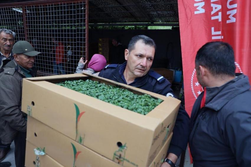 Muğlalı üreticiye yüzde 75 hibe müjdesi! 500 bin fide toprakla buluşuyor