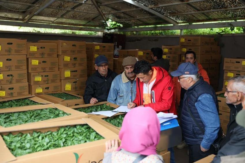 Muğlalı üreticiye yüzde 75 hibe müjdesi! 500 bin fide toprakla buluşuyor