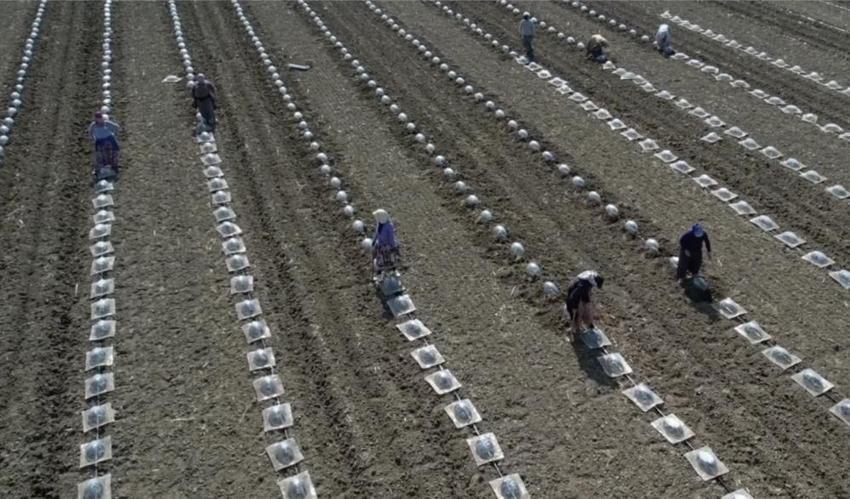 Karacabey Ovası'nda tarım işçilerinin zorlu sınavı başladı: Karpuz sofraya gelene kadar 4 kere elden geçiyor!