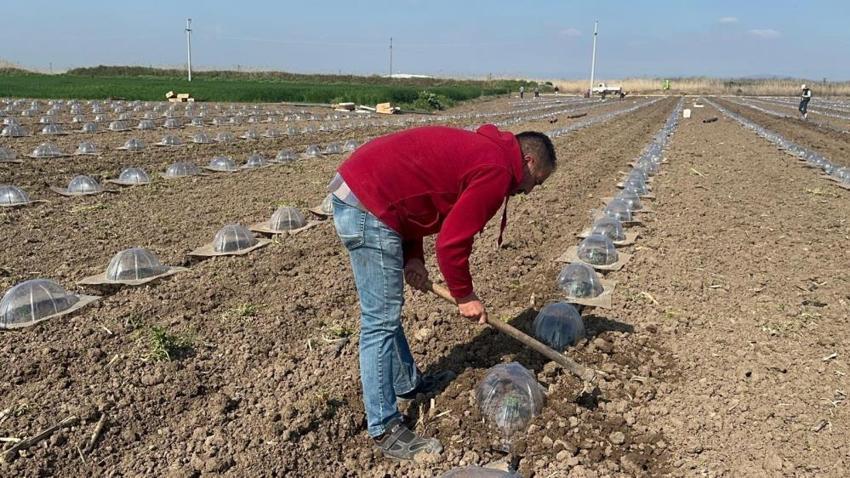 Karacabey Ovası'nda tarım işçilerinin zorlu sınavı başladı: Karpuz sofraya gelene kadar 4 kere elden geçiyor!