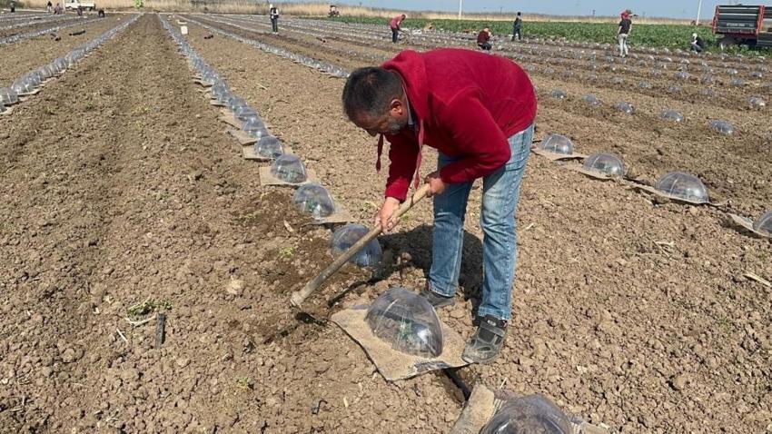 Karacabey Ovası'nda tarım işçilerinin zorlu sınavı başladı: Karpuz sofraya gelene kadar 4 kere elden geçiyor!