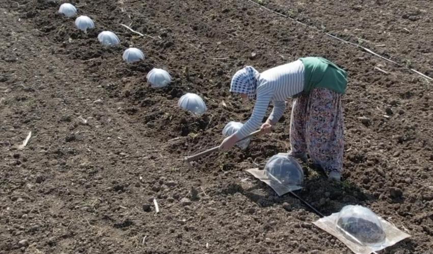 Karacabey Ovası'nda tarım işçilerinin zorlu sınavı başladı: Karpuz sofraya gelene kadar 4 kere elden geçiyor!