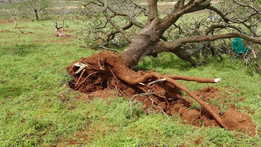 Süper Hücre fıstık ağaçlarını dibinden söktü! Gaziantep'te asırlık ağaçlar nasibini aldı