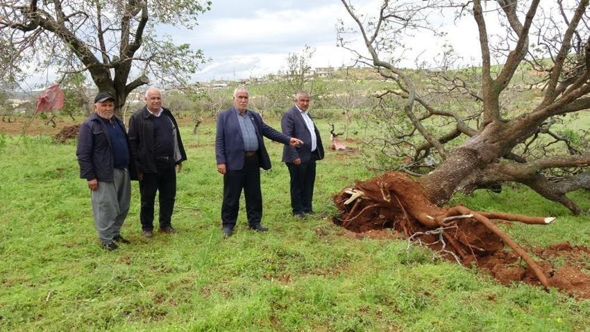 Süper Hücre fıstık ağaçlarını dibinden söktü! Gaziantep'te asırlık ağaçlar nasibini aldı