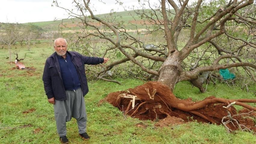 Süper Hücre fıstık ağaçlarını dibinden söktü! Gaziantep'te asırlık ağaçlar nasibini aldı