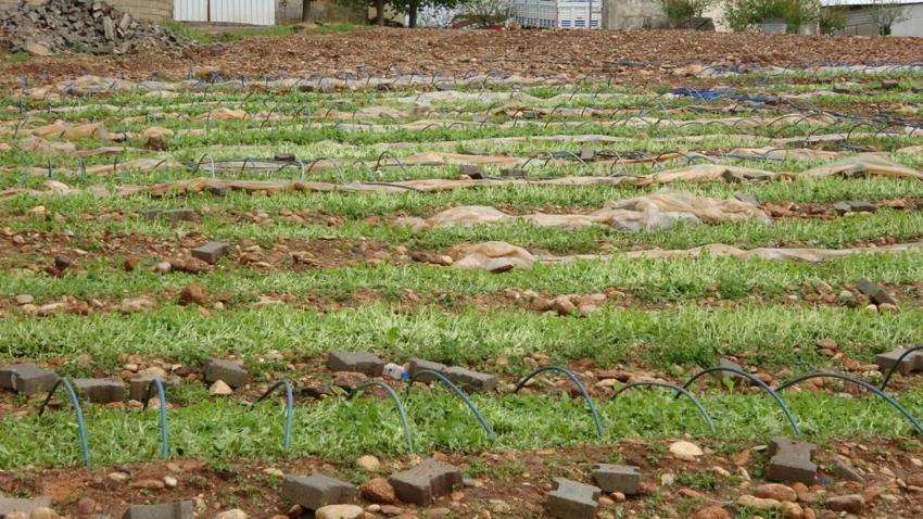 Adıyaman’da dolu kabusu! Buğday, arpa ve tütün tarlaları yok oldu