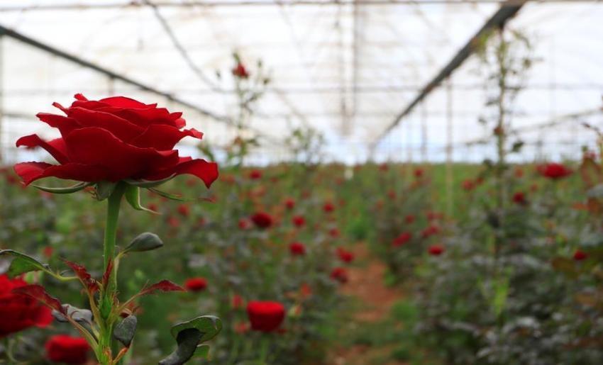 Arada 10 kat fark var! Üretici dertli: Serada 20 TL'den satılıyor, fiyat uçurumu büyüyor