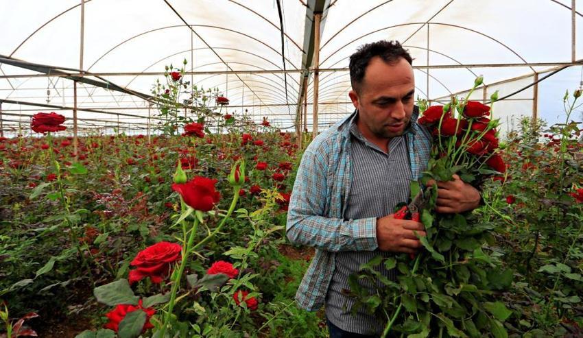 Arada 10 kat fark var! Üretici dertli: Serada 20 TL'den satılıyor, fiyat uçurumu büyüyor