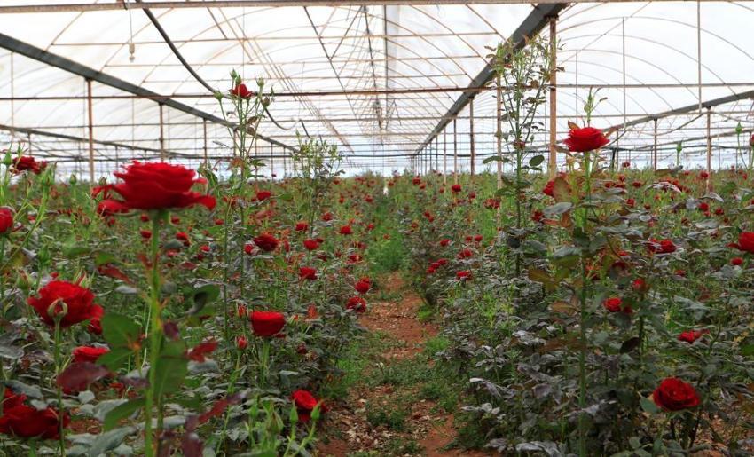 Arada 10 kat fark var! Üretici dertli: Serada 20 TL'den satılıyor, fiyat uçurumu büyüyor