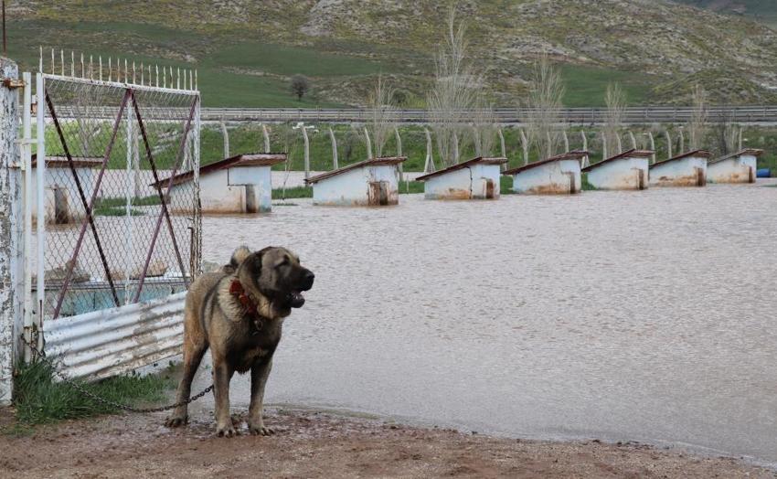 Sivas'ın kaderi değişmedi: Bu kez kangallar da nasibini aldı!