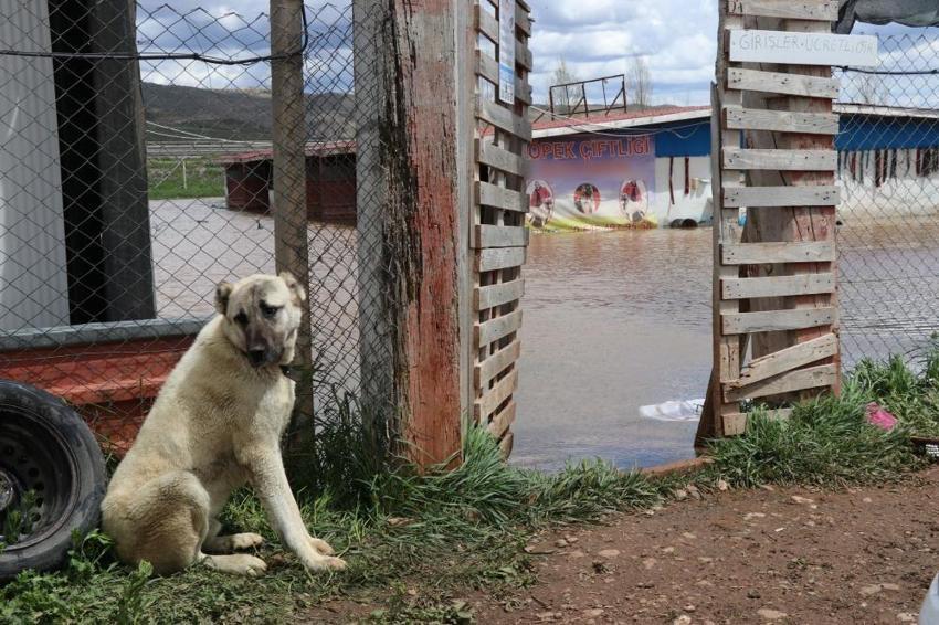 Sivas'ın kaderi değişmedi: Bu kez kangallar da nasibini aldı!