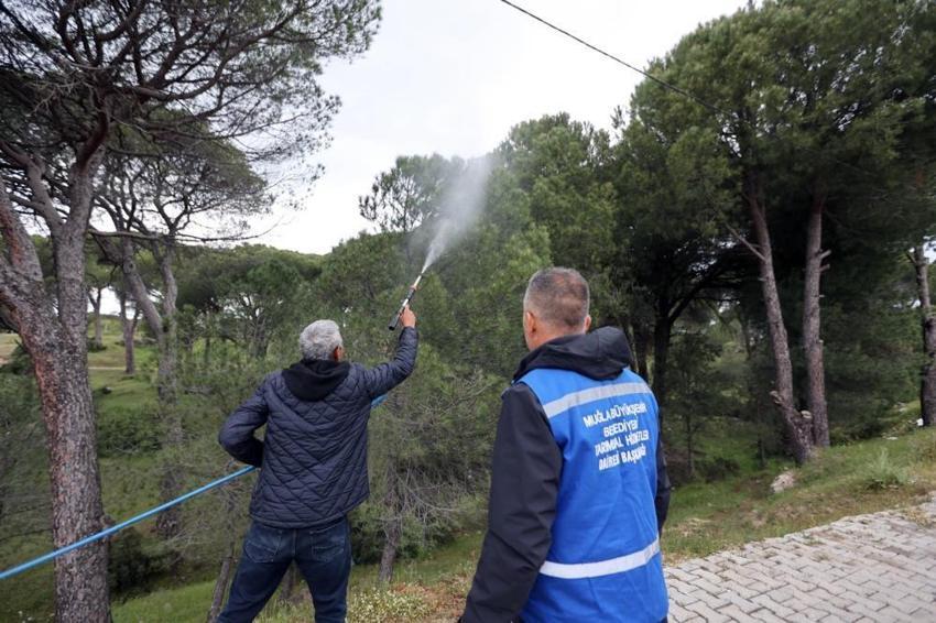 Muğla'da fıstık üreticisinin yüzü gülecek! Çam kozalağı zararlısına karşı doğal savaş başladı