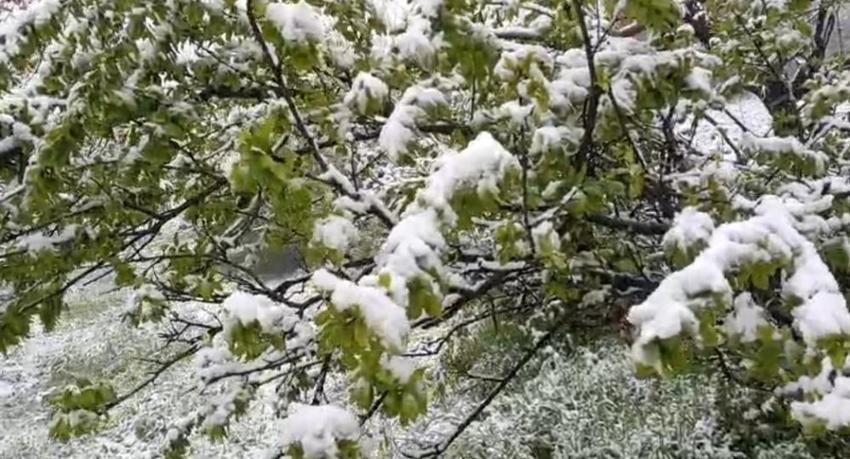 Adana'da meyveleri kar bastı: Bahçelerde dondu kaldı!