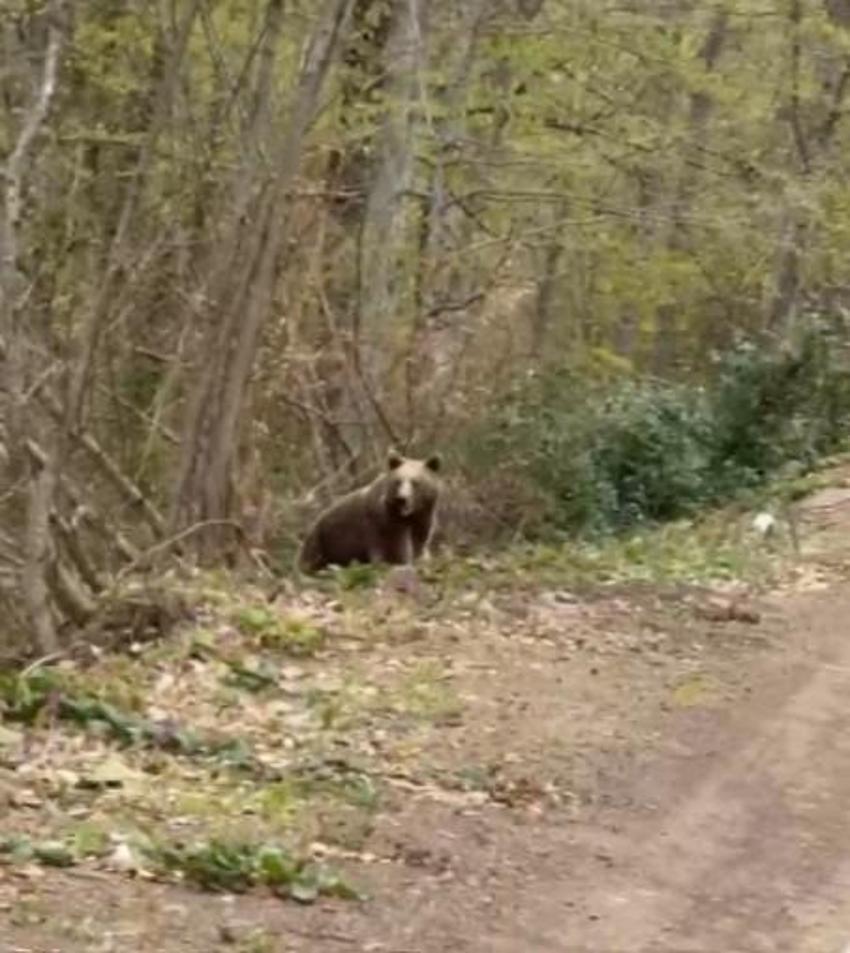 Kastamonu'da aracın arkasında koşan ayı kameraya yansıdı