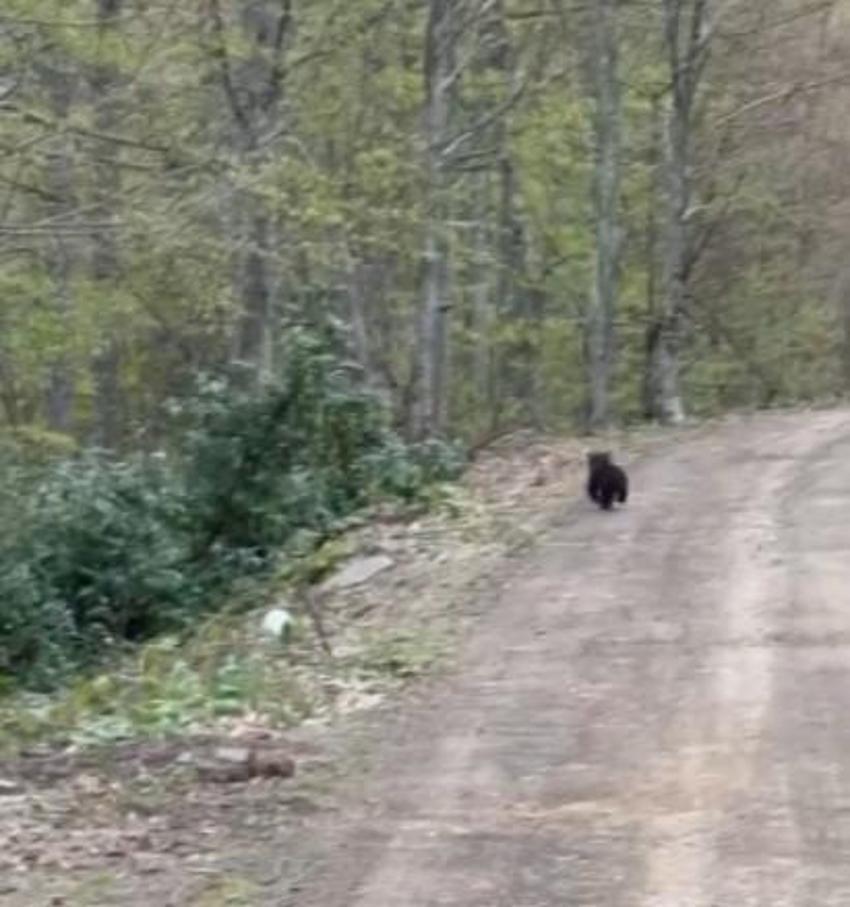 Kastamonu'da aracın arkasında koşan ayı kameraya yansıdı