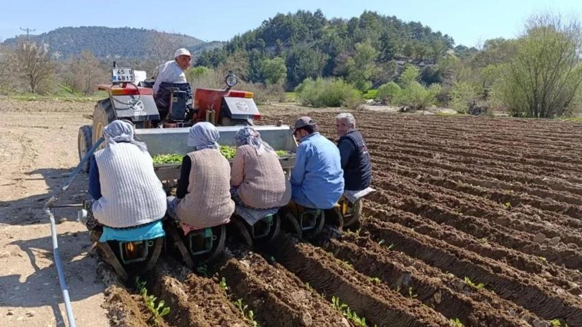 Denizli'de fiyat belirlendi: Türkiye'nin en kalitelisi burada yetişiyor!