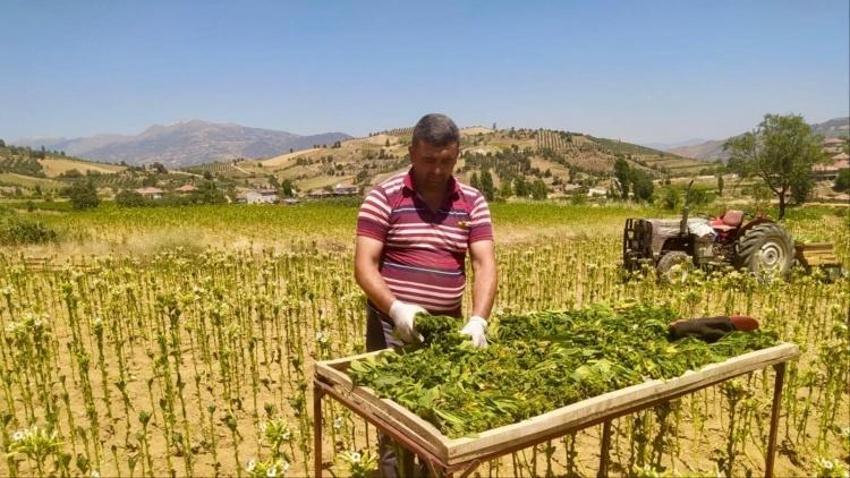 Denizli'de fiyat belirlendi: Türkiye'nin en kalitelisi burada yetişiyor!