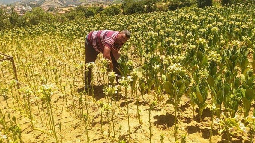 Denizli'de fiyat belirlendi: Türkiye'nin en kalitelisi burada yetişiyor!