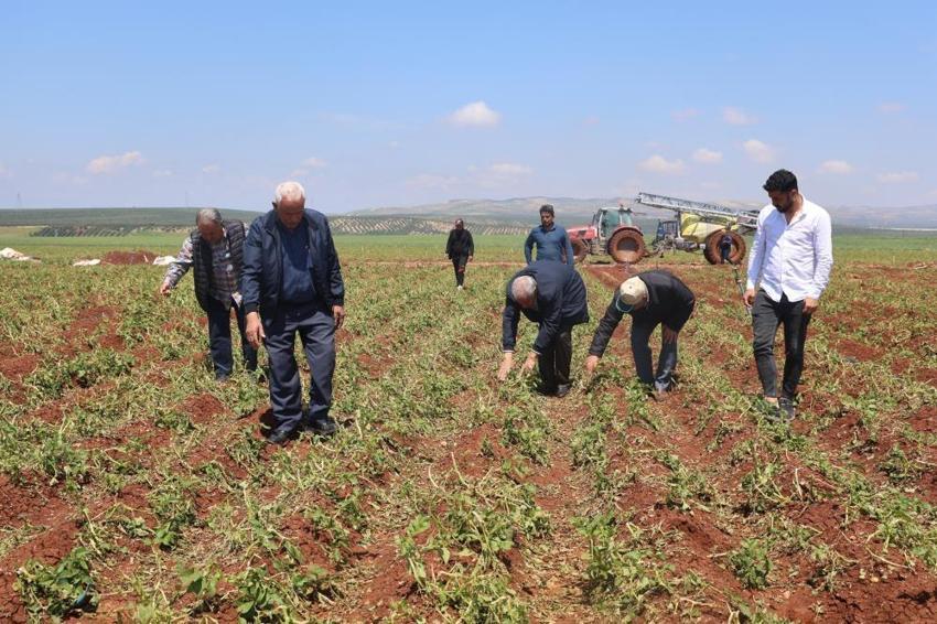 Amik Ovası'nda felaket! Ceviz büyüklüğünde yağan dolu 6 bin dönümü vurdu: 'Kurtarılacak tek bir ürün yok!'
