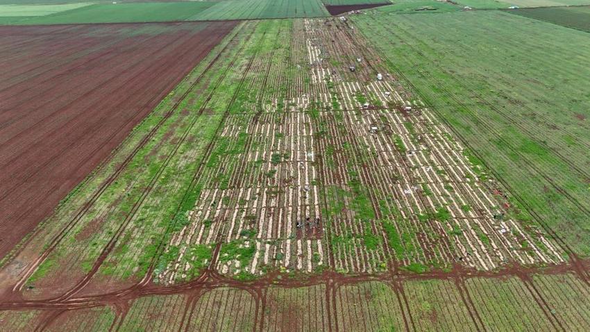 Amik Ovası'nda felaket! Ceviz büyüklüğünde yağan dolu 6 bin dönümü vurdu: 'Kurtarılacak tek bir ürün yok!'
