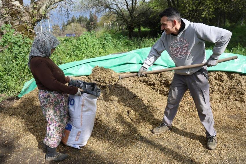 Aydın'da yağışlar maliyetleri düşürdü: Yem sıkıntısı bitti, üretim patladı! Hayvancılık yeniden cazip hale geldi
