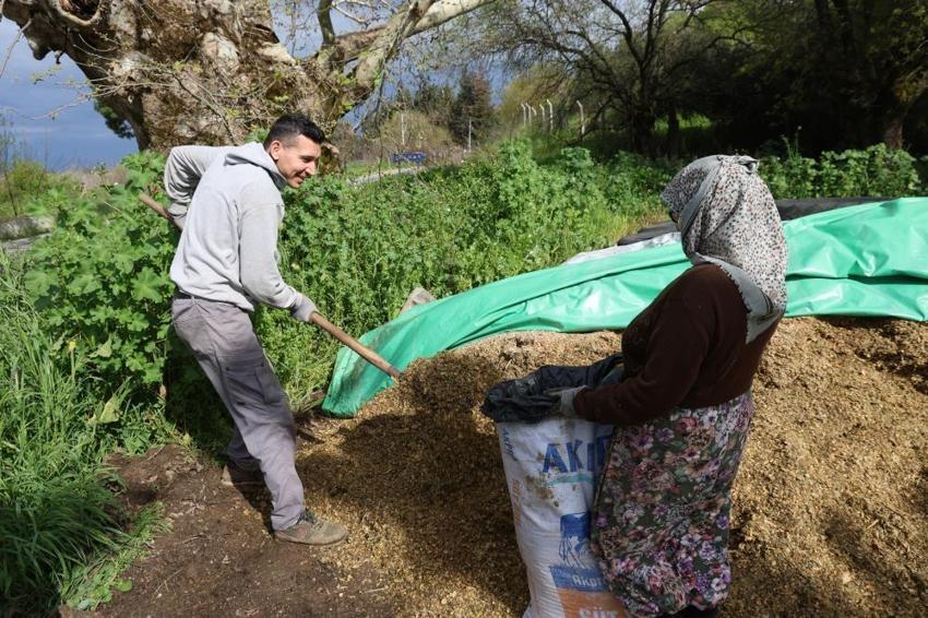 Aydın'da yağışlar maliyetleri düşürdü: Yem sıkıntısı bitti, üretim patladı! Hayvancılık yeniden cazip hale geldi