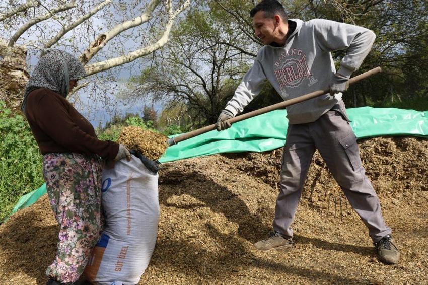 Aydın'da yağışlar maliyetleri düşürdü: Yem sıkıntısı bitti, üretim patladı! Hayvancılık yeniden cazip hale geldi