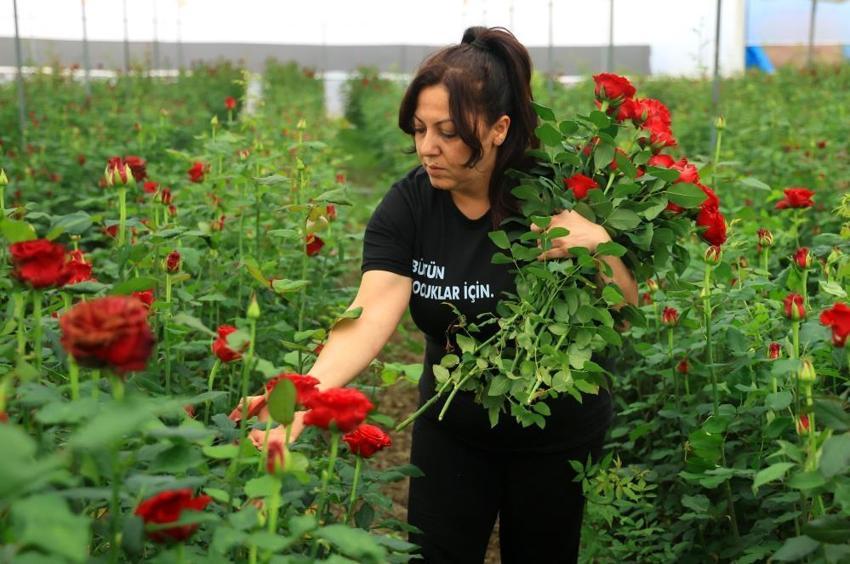 Serada 5, şehirlerde 100 liraya satılıyor! 'Zarar ediyoruz' diyerek hasat yapmayıp bedava dağıtacaklar!