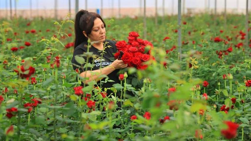 Serada 5, şehirlerde 100 liraya satılıyor! 'Zarar ediyoruz' diyerek hasat yapmayıp bedava dağıtacaklar!