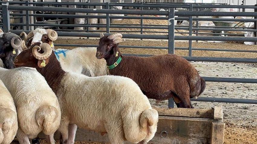 Görenler gözlerine inanamıyor! 5 boynuzlu kuzu, 30 bin liraya alıcısını bekliyor